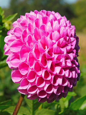 Four Interesting Fun Facts About Dahlias